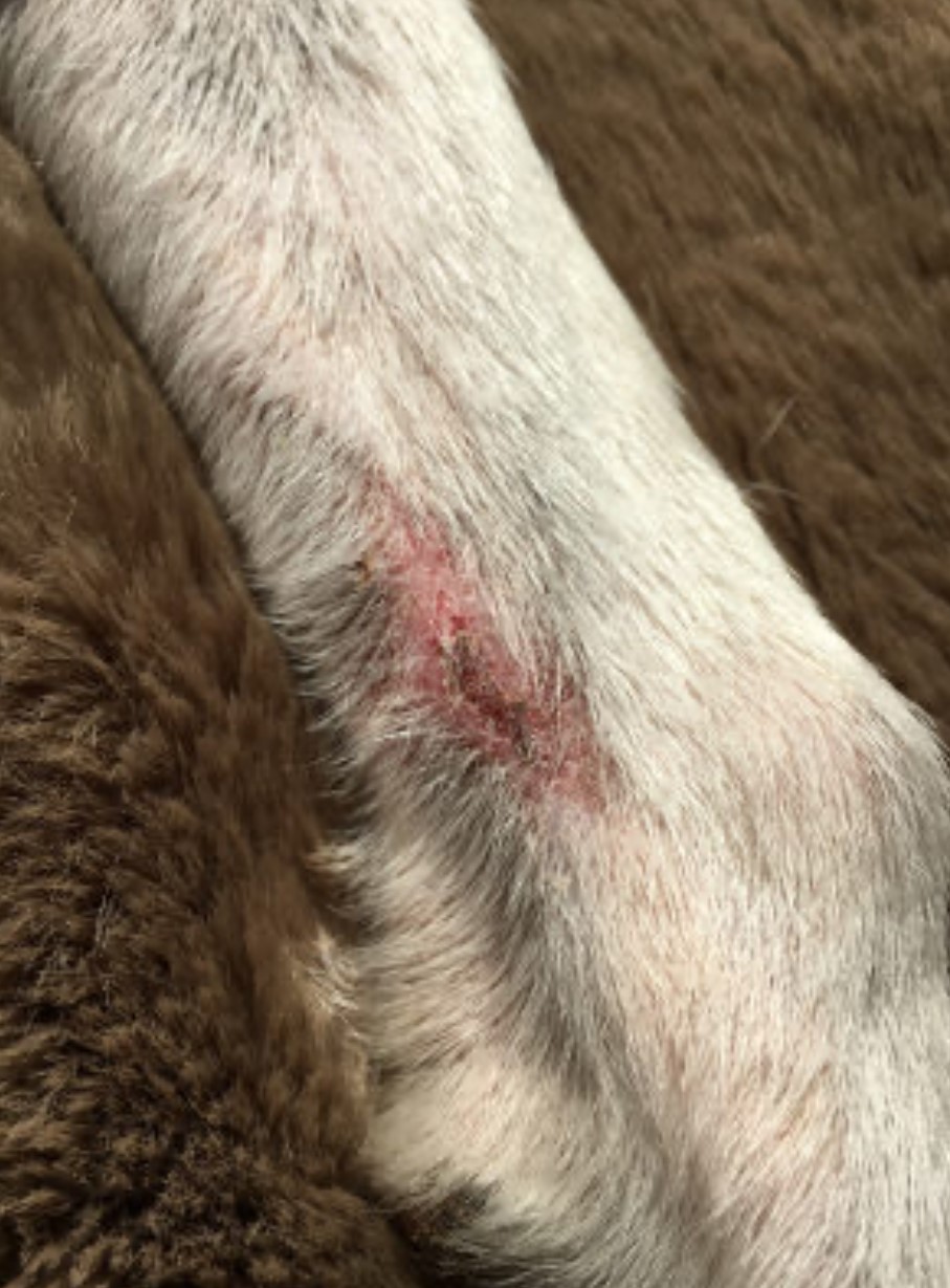 hotspot_dermatitis-2.jpg