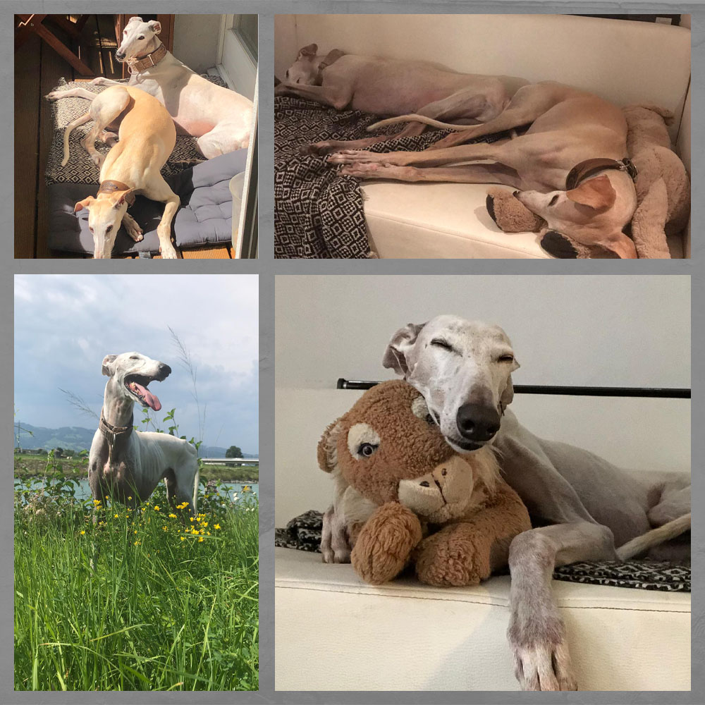 Benito_Daheim_Collage