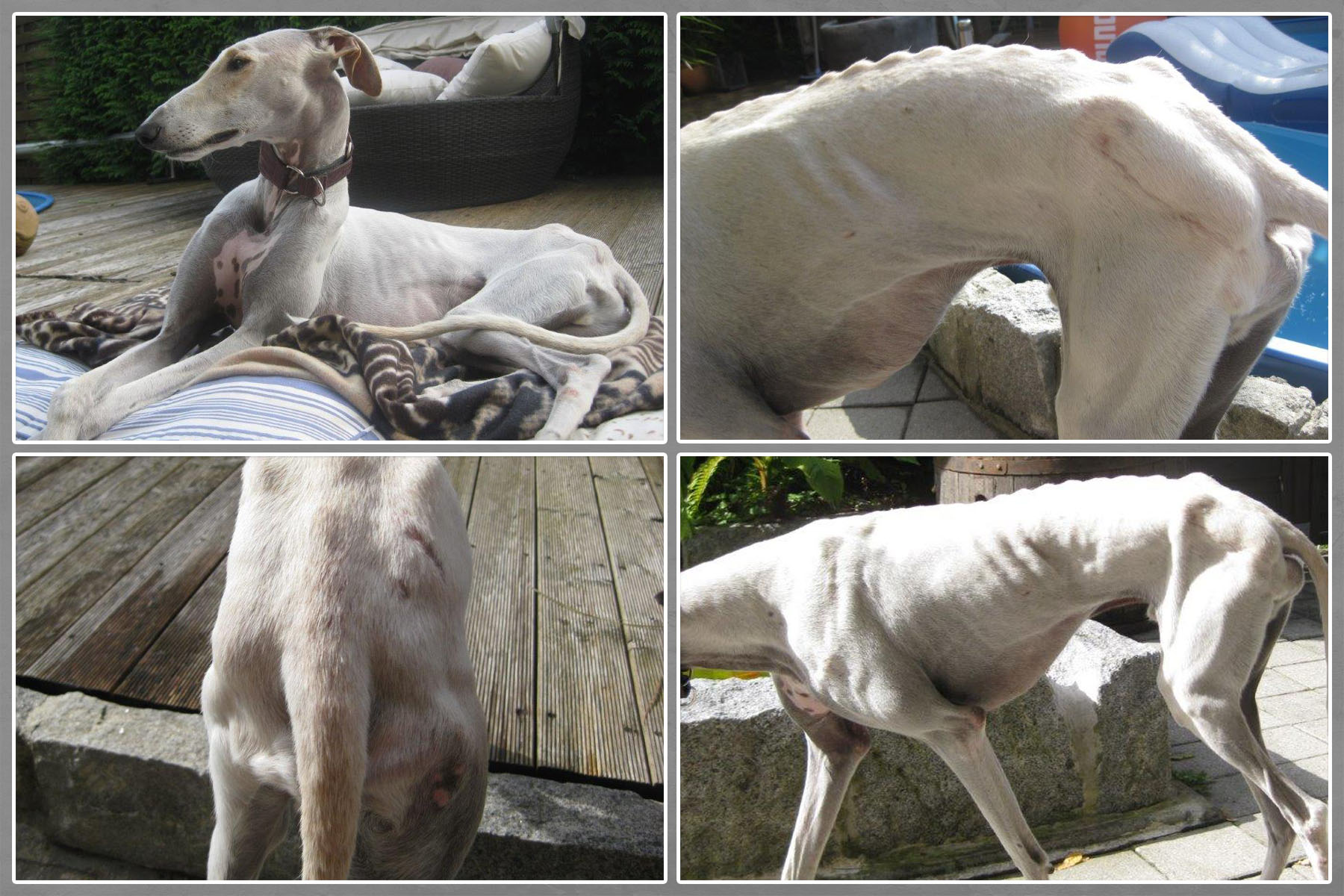 Benito_PS_sterreich_Collage